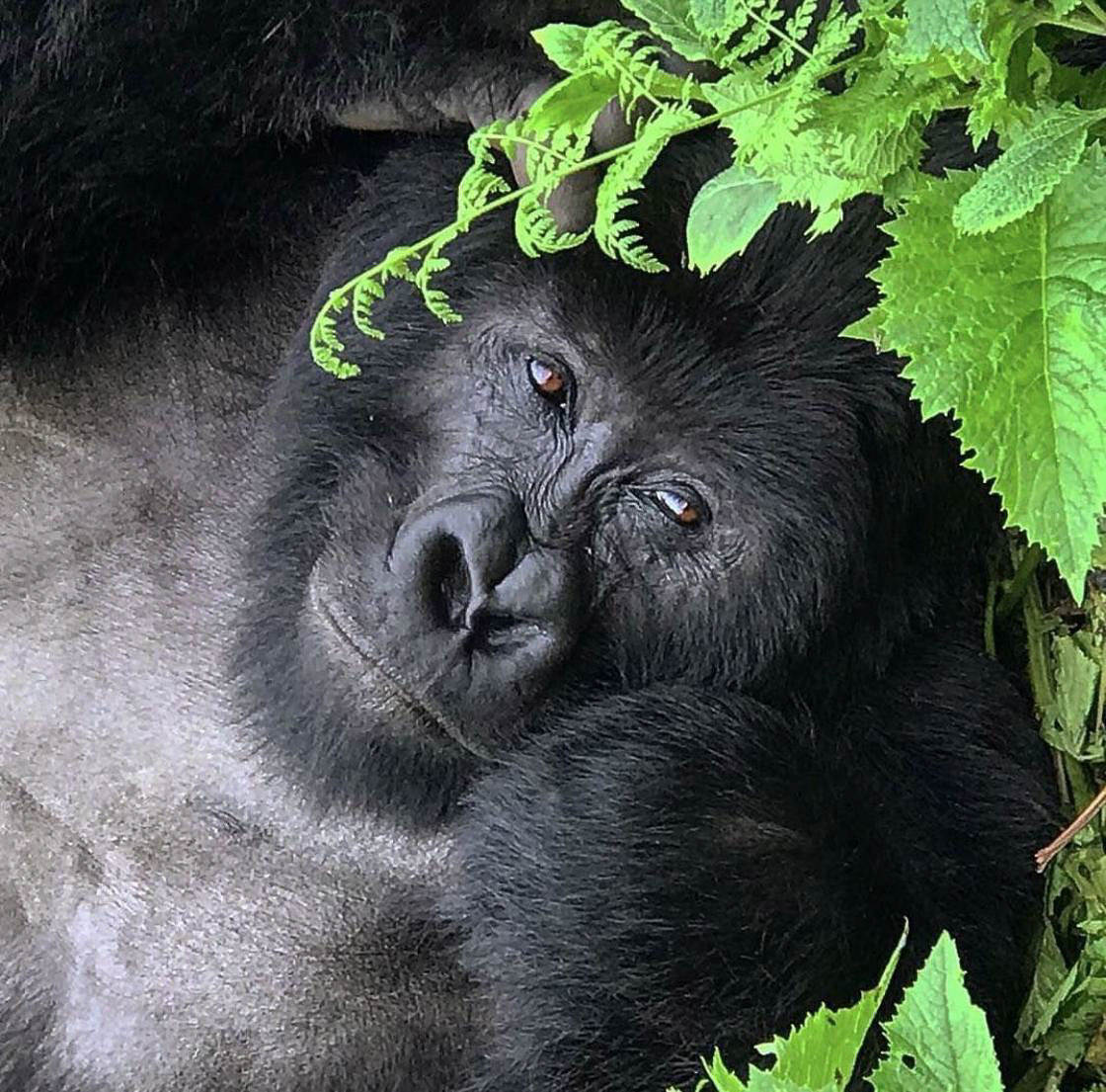 The 100 best iphone photos of 2018 92